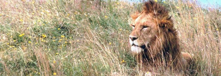 Ngorongoro lion photo