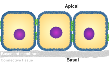 basal and apical surfaces