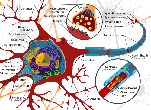 Neuron diagram