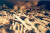 bones from the Paris catacombs