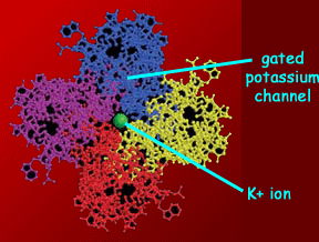 potassium channel image