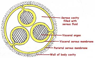 serous membrane