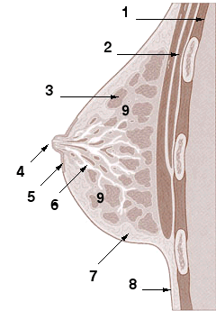 breat tissues diagram