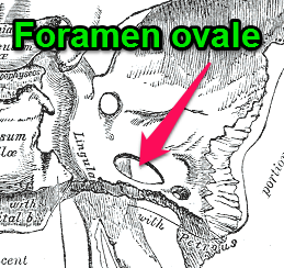 foramen ovale