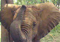 front of elephant ear