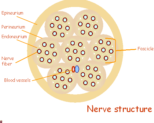 nerve structure