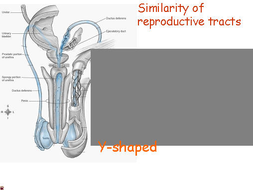 reproductive tract similarities