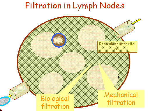 lymph filtration