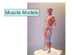 muscle models