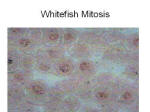 whitefish mitosis
