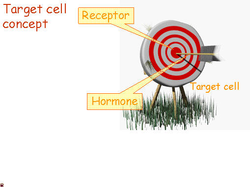 target cell concept