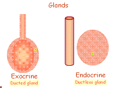 gland types