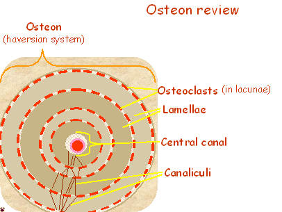 osteon structure