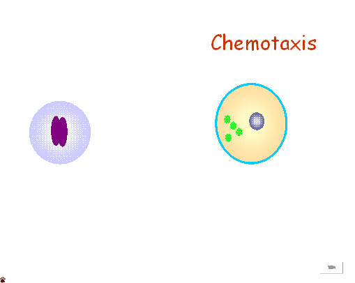 chemotaxis