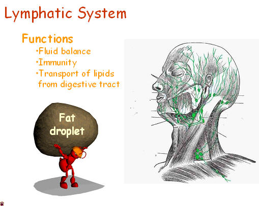 lymphatic functions