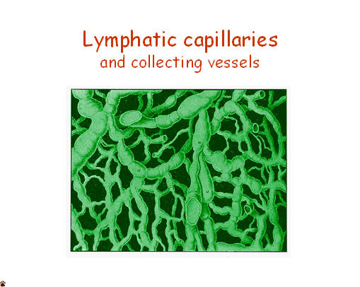 lymph capillaries