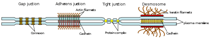 686px-cell_junction_simplified_en-svg