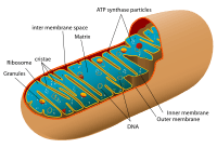 animal_mitochondrion_diagram_en-svg