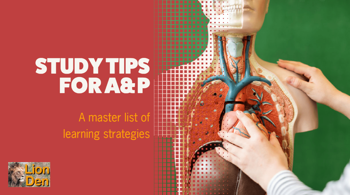 photo of a person pulling a heart out of an anatomy model; text: study tips for A&P, a master list of learning strategies
